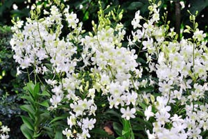 White orchids with the numerous small flowers