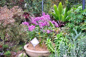 Dendrobium Sydney Brenner