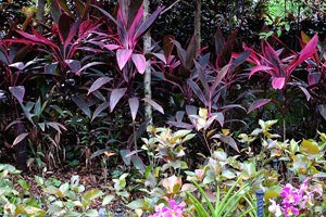 Leaves of the plants have dark blood colour