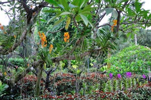 Orange orchids on the trees