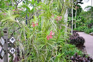 Thick aerial roots of the red orchids