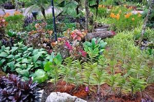 Orchid seedlings