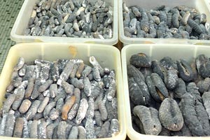Dried sea cucumbers of the different sizes