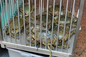 Live crabs for sale
