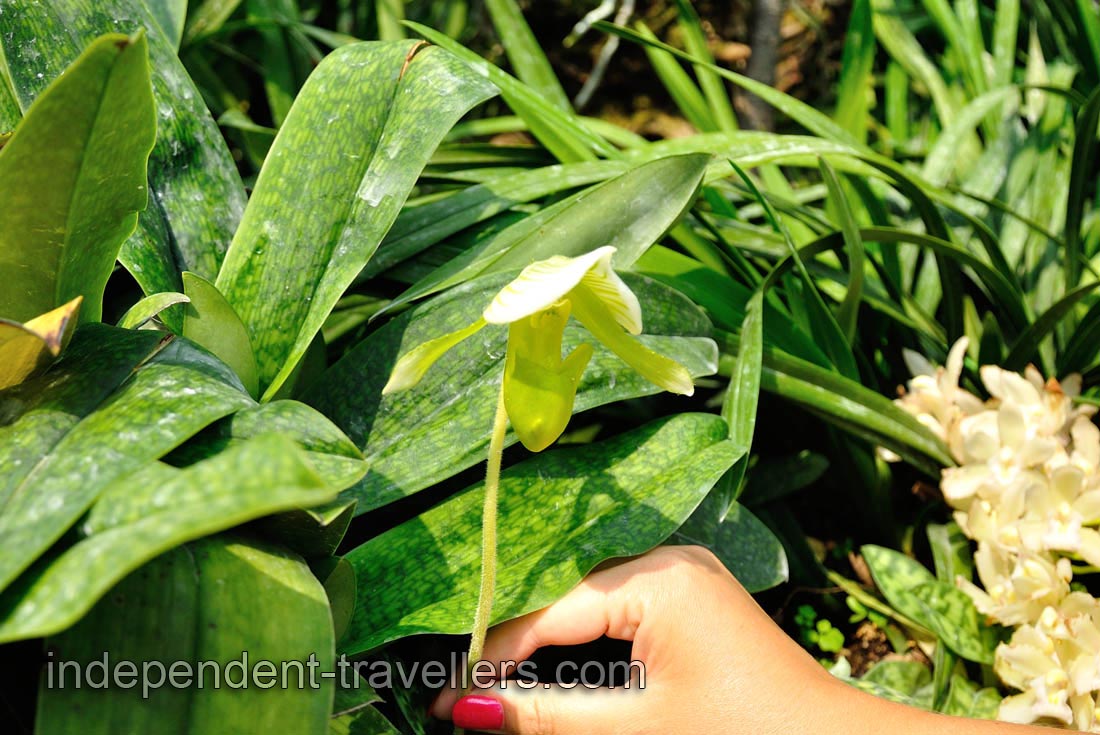 Paphiopedilum Maudiae flower