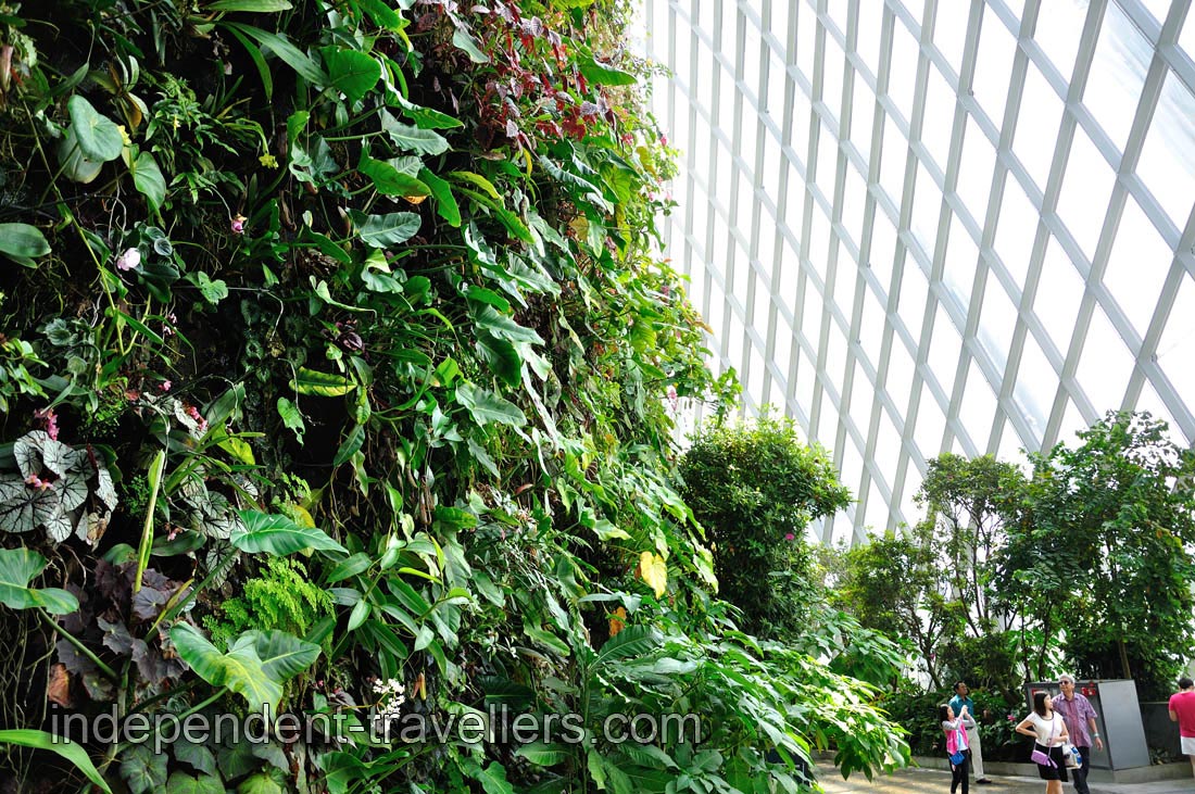 Lush greenery of the Cloud forest
