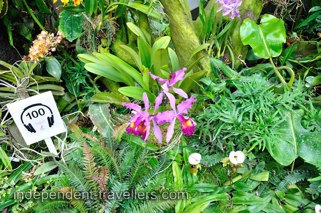 Pink orchids with thin curly petals