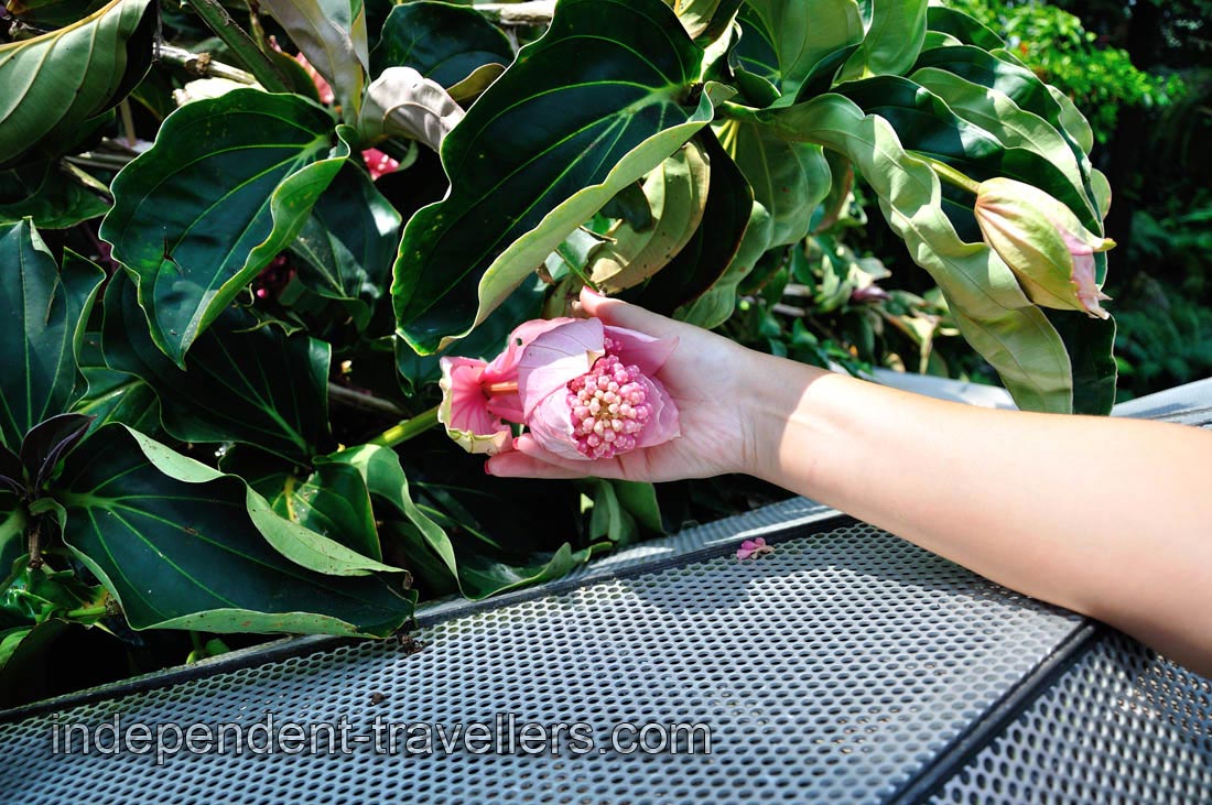 Bud of the huge pink flower