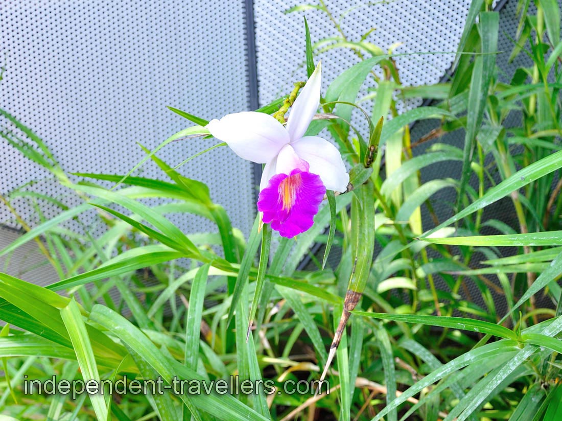 Bamboo Orchid (Arundina graminifolia)