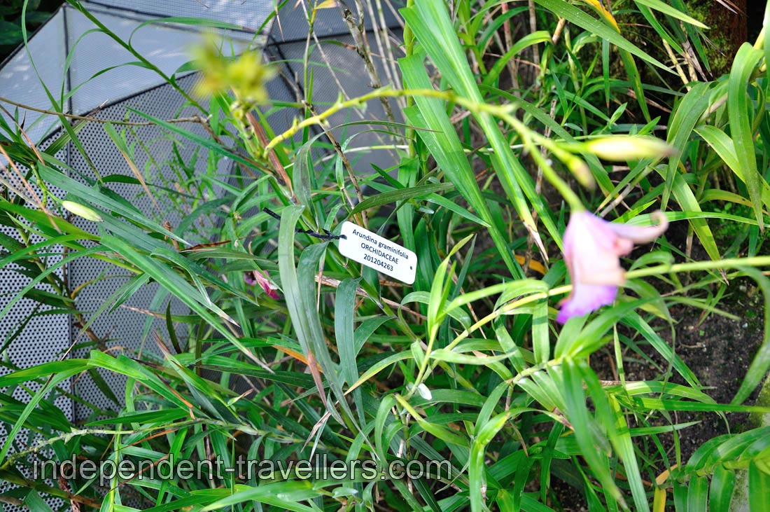 Arundina graminifolia