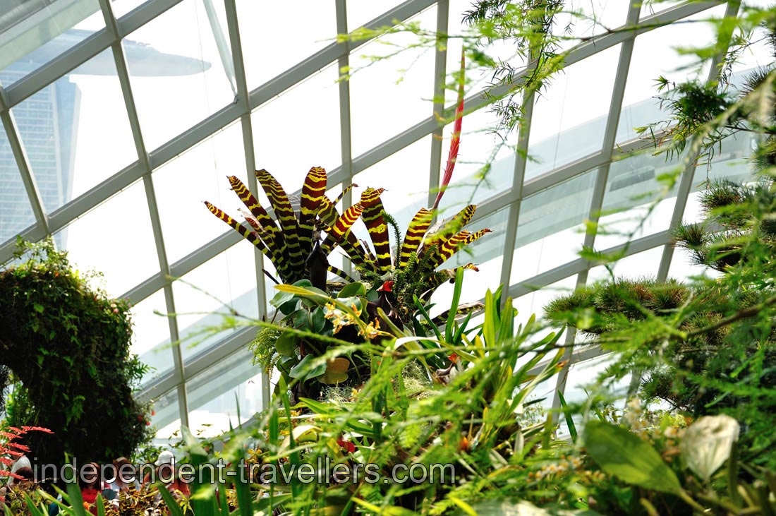 Brown vriesea with yellow stripes