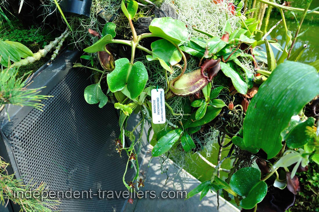 Phalaenopsis cornu-cervi in the Lost World