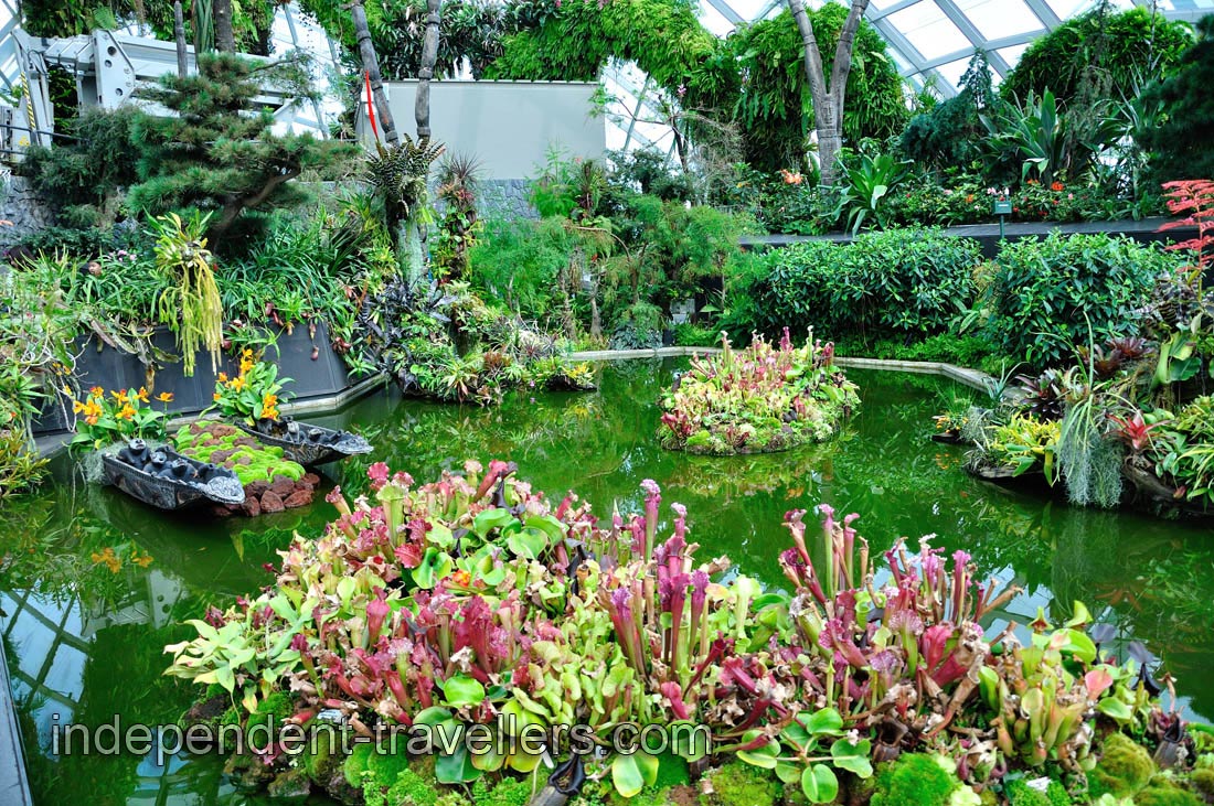 Lost World is found at the very top of the Cloud Forest
