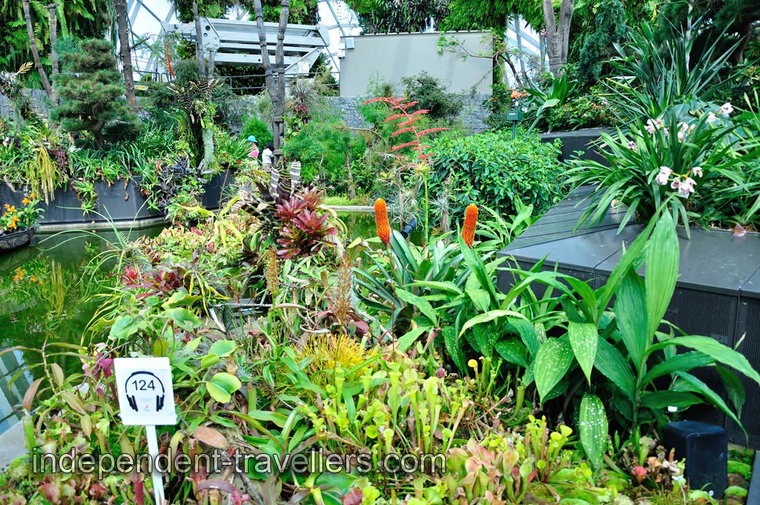 Rich diversity of the exotic flowers in the Lost World