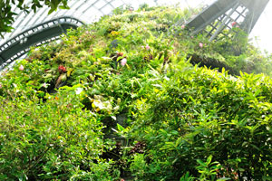 Thickets of the exotic plants