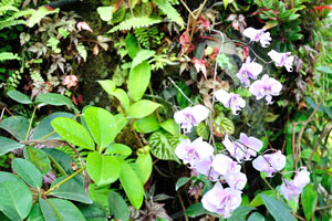 Phalaenopsis schilleriana pale-violet flowers
