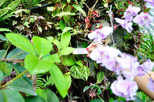 Label of Phalaenopsis schilleriana