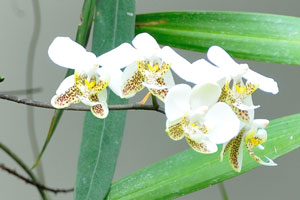 White orchid flowers with the spots on the bottom petals