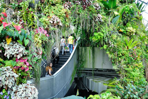 Luxurious atmosphere of the Cloud Forest