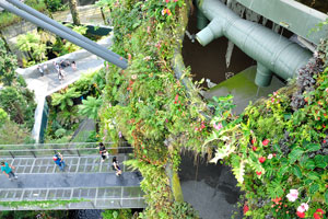 Tree Top Walk and Secret Garden view from the Cloud Walk