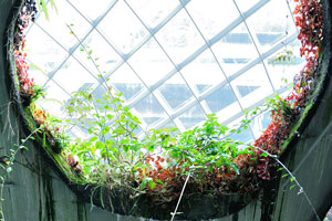 Crystal Mountain windows adorned with flowering plants