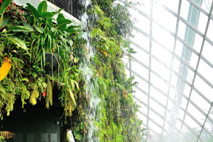 Cloud Forest has 6000 square meters of planting space