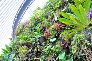 Vertical garden with the exotic tropical plants