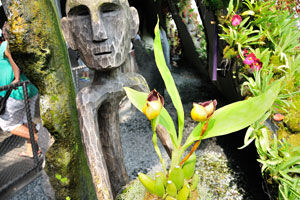 Aborigine statue and the yellow orchid