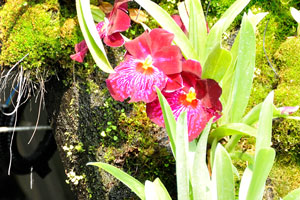 Brazilian red Miltonia orchid