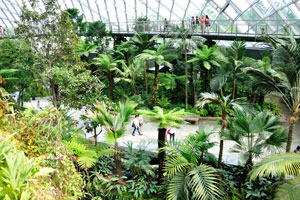 Tree Top Walk: on this 130 m long walk, visitors will be surrounded by forest canopy