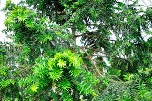 Wollemi Pine (Wollemia nobilis) is one of the world's oldest trees dating back to the time of the dinosaurs