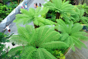 Huge ancient ferns