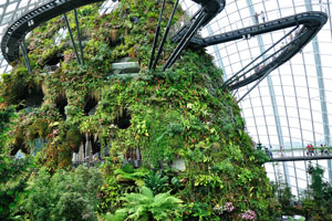 Cloud Mountain: plants are also tied to the walls with steel wires. Larger plants are grown in 1200 in-built soil basins