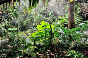 Secret Garden: some of the earliest and rarest plants on earth are found here