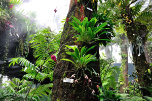 Secret Garden orchids: Masdevallia Machu Picchu and Dracula diana