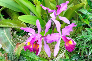 Pink orchids with thin curly petals