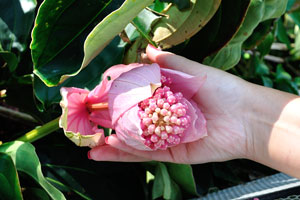 Bud of the huge pink flower