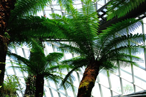 In the shade of the tall ferns