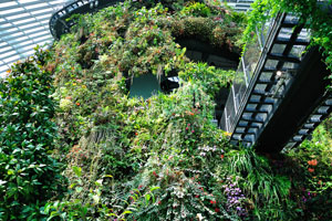 Bridge of the second floor leads to the heart of the Cloud Forest
