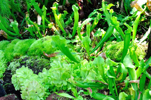 Pitcher plants of the pure green color