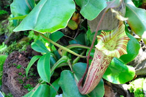 Label of Nepenthes jamban, but not the flower