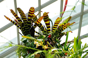 Brown vriesea with yellow stripes