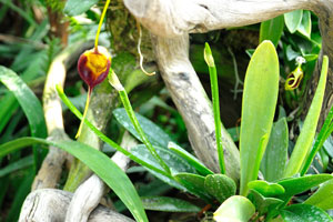 Masdevallia echo orchid