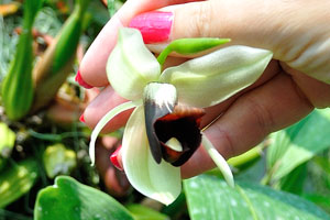 Coelogyne usitana orchid flower