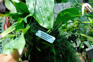Label of the orchid Coelogyne usitana