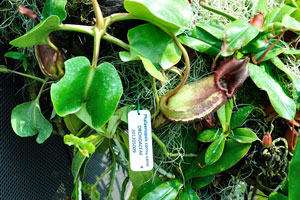 Phalaenopsis cornu-cervi in the Lost World