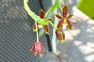 Phalaenopsis cornu-cervi orchid flowers