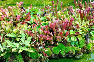 Island of Pitcher plants - these carnivorous plants are known to trap insects and even small animals