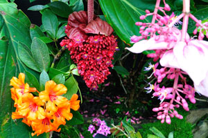 Red, pink and orange flowers