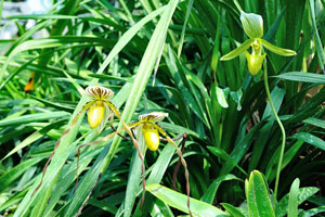 Yellow paphiopedilum sp.